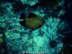 French Angel fish at Loe Key Reef in the Florida Keys by Alex Gonzalez 